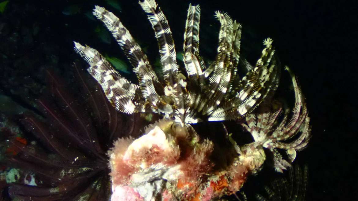 Night snorkeling
